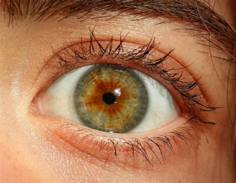 the rarest eye color in the world newsweek|amber eyes vs hazel.